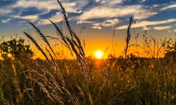 夕焼けと草原の写真