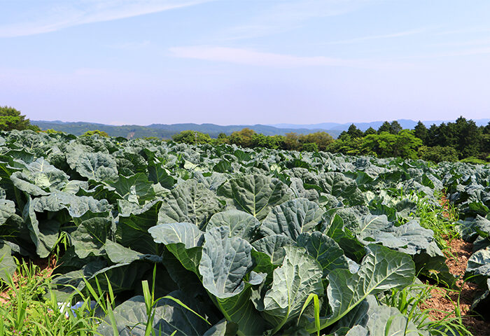 「苦くて不味い」のイメージが変わる！！野菜の王様ケールを使ったスープ