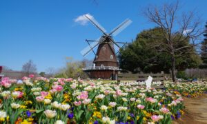 ふなばしアンデルセン公園の花畑と風車の写真
