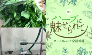 タイの香　パクチーファランのタイトル画像