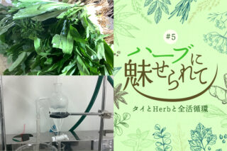 タイの香　パクチーファランのタイトル画像