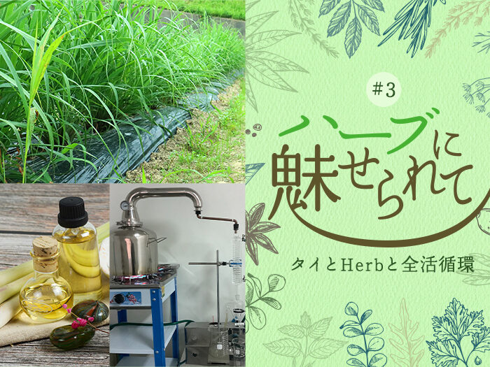 レモングラスの香　蒸留作戦