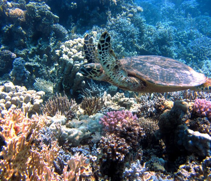 海に優しい日焼け止めとは？サンゴや海の生き物を守ろう