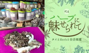街角のHerb薬局のタイトル画像