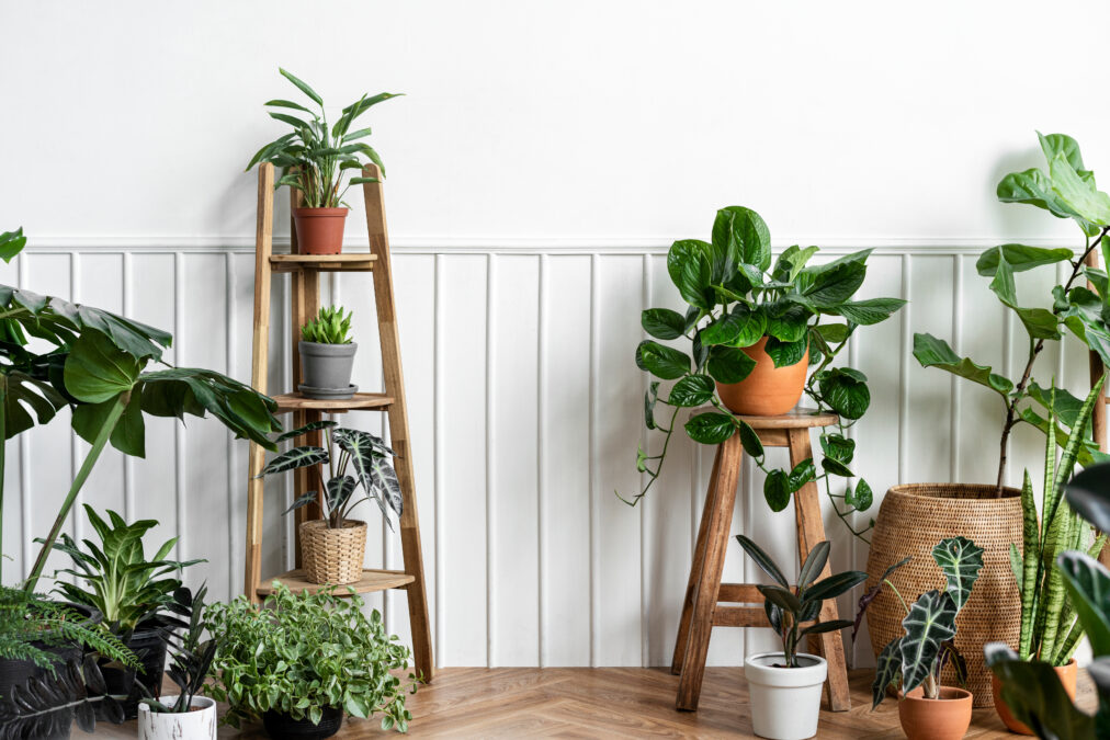 【育てやすい観葉植物9選】初心者/忙しい人にもおすすめ！のタイトル画像
