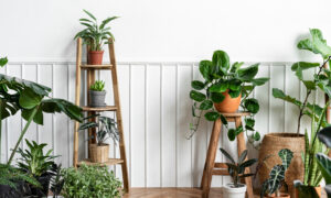 【育てやすい観葉植物9選】初心者/忙しい人にもおすすめ！のタイトル画像