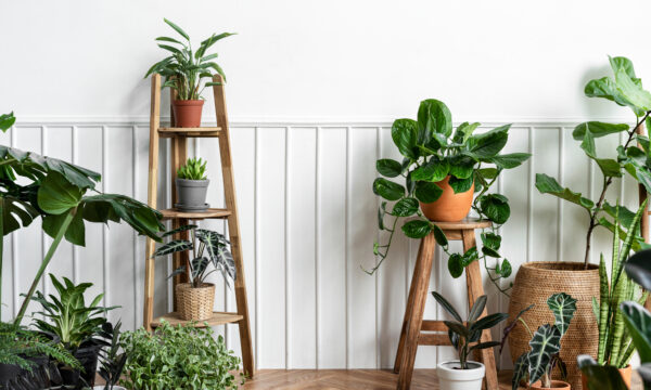 【育てやすい観葉植物9選】初心者/忙しい人にもおすすめ！のタイトル画像
