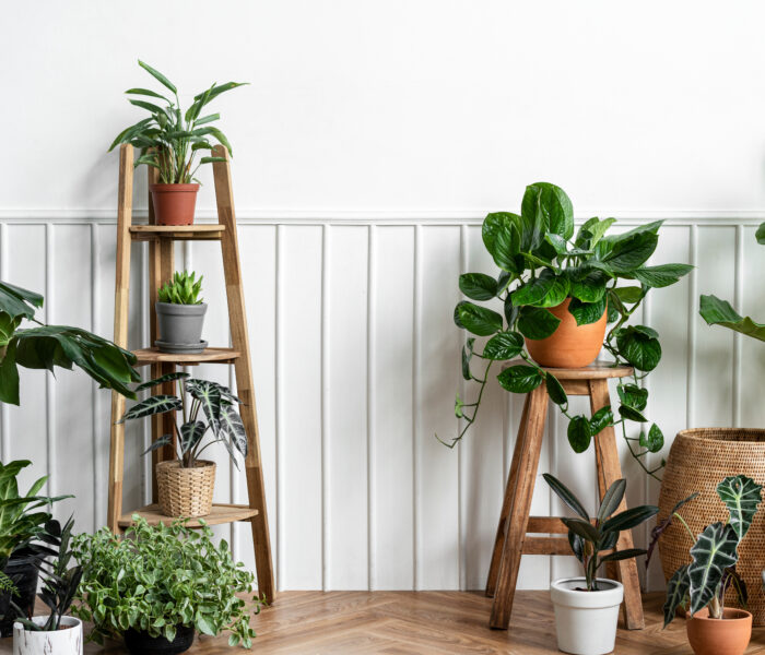 【育てやすい観葉植物9選】初心者/忙しい人にもおすすめ！