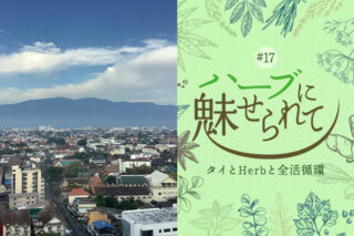 Nature Future Café 新ランチメニューお披露目に向けてのタイトル画像