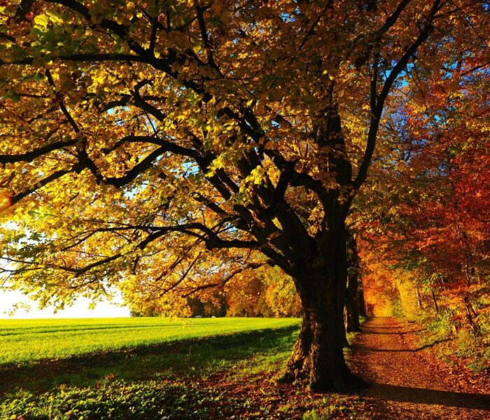 紅葉の種類や楽しみ方って？おすすめ紅葉スポットもご紹介