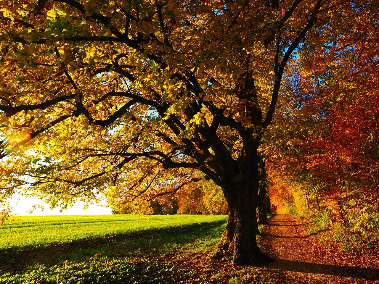 紅葉の種類や楽しみ方って？おすすめ紅葉スポットもご紹介