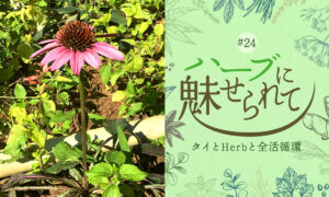 タイの普通のくらしに共存するHerb＆Spiceのタイトル画像