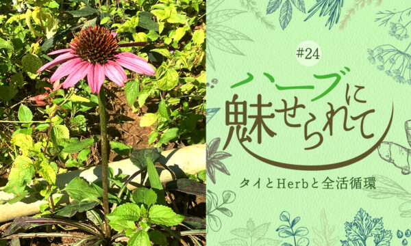 タイの普通のくらしに共存するHerb＆Spiceのタイトル画像