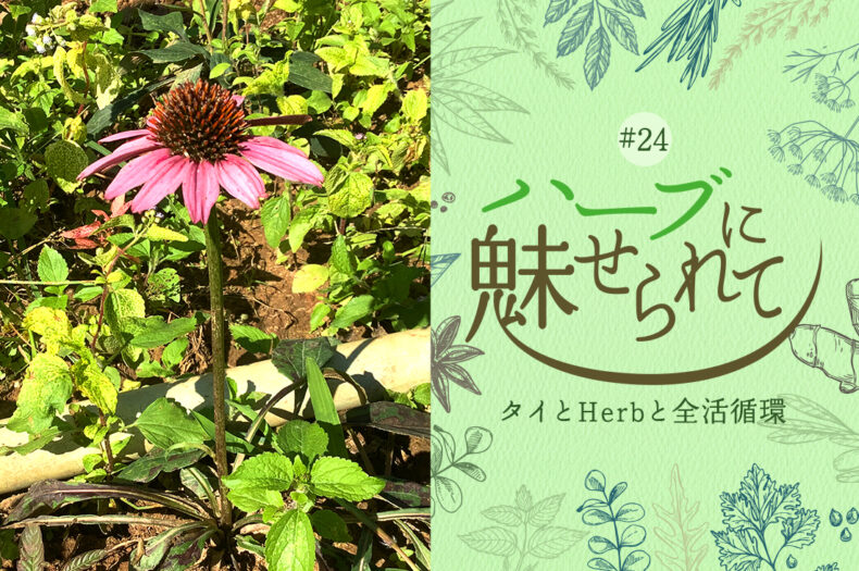タイの普通のくらしに共存するHerb＆Spiceのタイトル画像