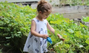 庭の植物に水やりをする女の子の写真