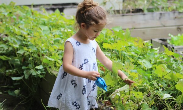 庭の植物に水やりをする女の子の写真