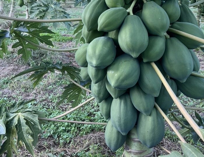 年末年始、食べ過ぎ飲み過ぎの救世主アイテム