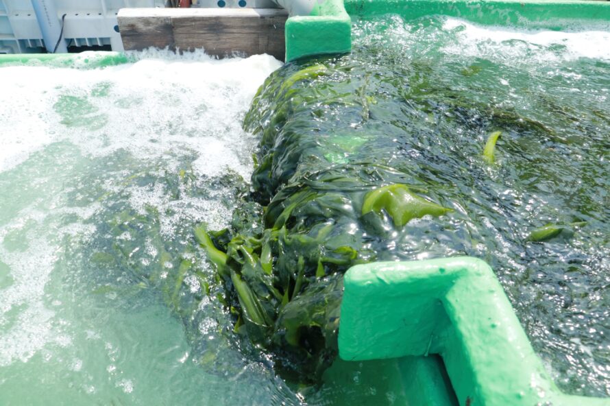 鳴門海峡からの贈り物 戦前から続く伝統的なわかめ栽培への想い