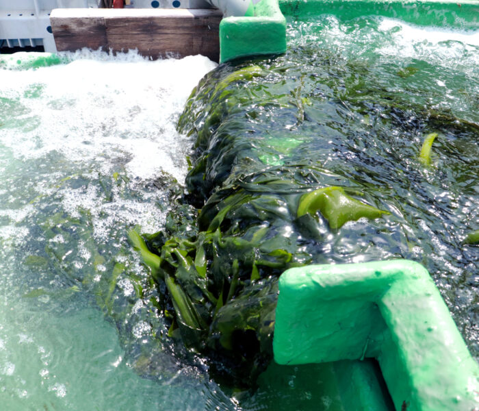 鳴門海峡からの贈り物 ―戦前から続く伝統的なわかめ栽培への想い―