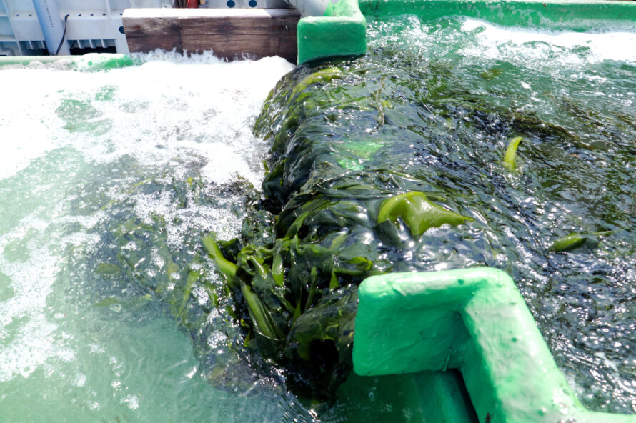 鳴門海峡からの贈り物 ―戦前から続く伝統的なわかめ栽培への想い―