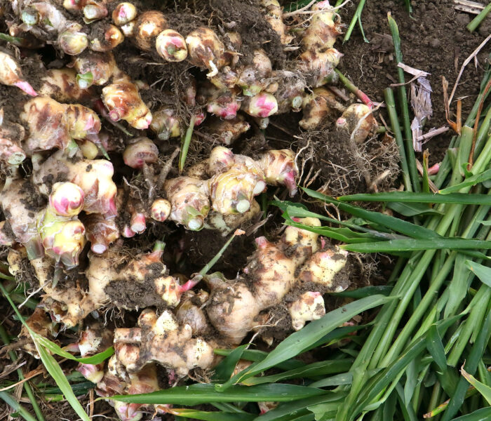 NATURE FUTURe 生姜スープの素材へのこだわり