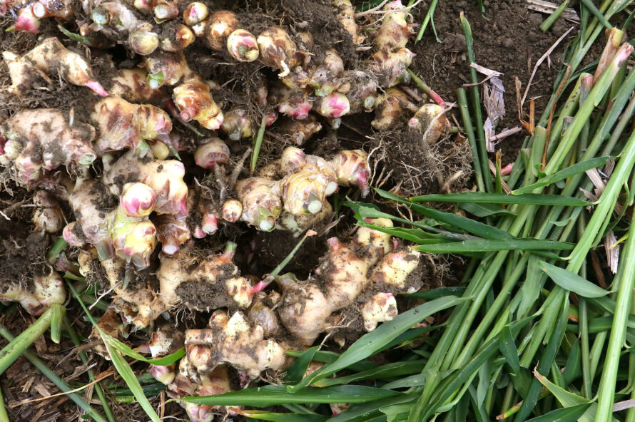 NATURE FUTURe 生姜スープの素材へのこだわり