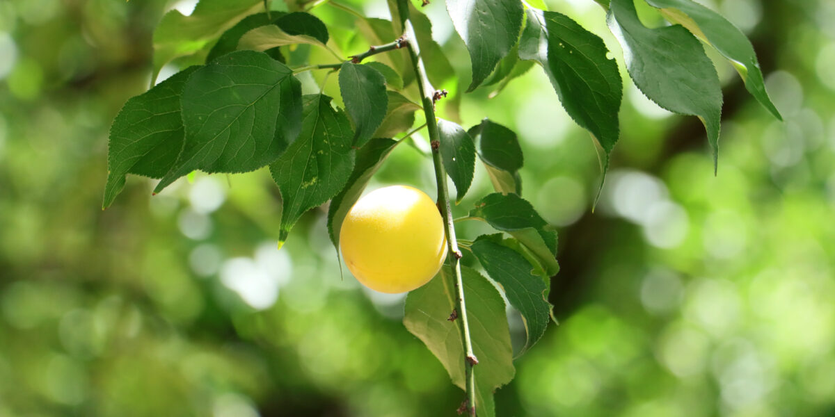おいしいもの、いいものを作り続けたい 梅農家の手しごと
