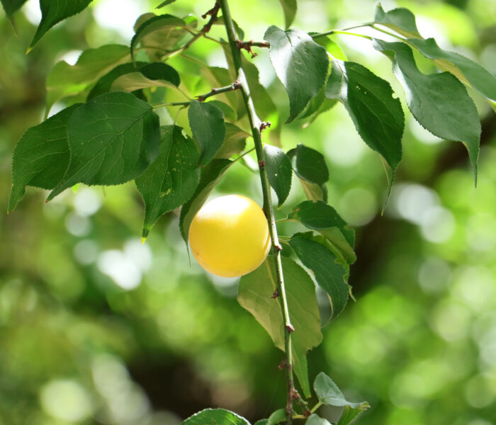 おいしいもの、いいものを作り続けたい 梅農家の手しごと