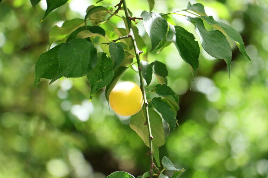 おいしいもの、いいものを作り続けたい 梅農家の手しごと