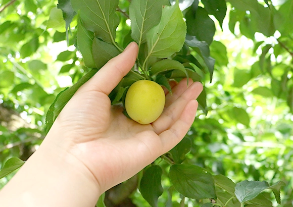 記事：「丸ごと梅のお吸い物」のこだわり