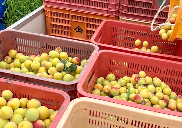 記事：梅づくりのこだわりや想いとは