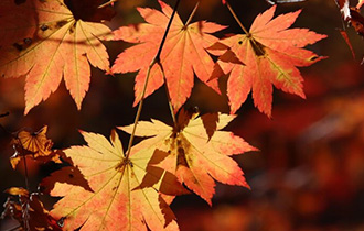紅葉の種類や楽しみ方って？おすすめ紅葉スポットもご紹介