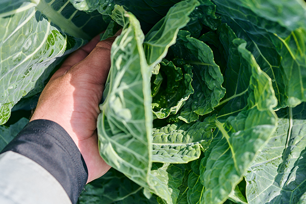 愛する人に届けたい安心・安全な食品づくり
