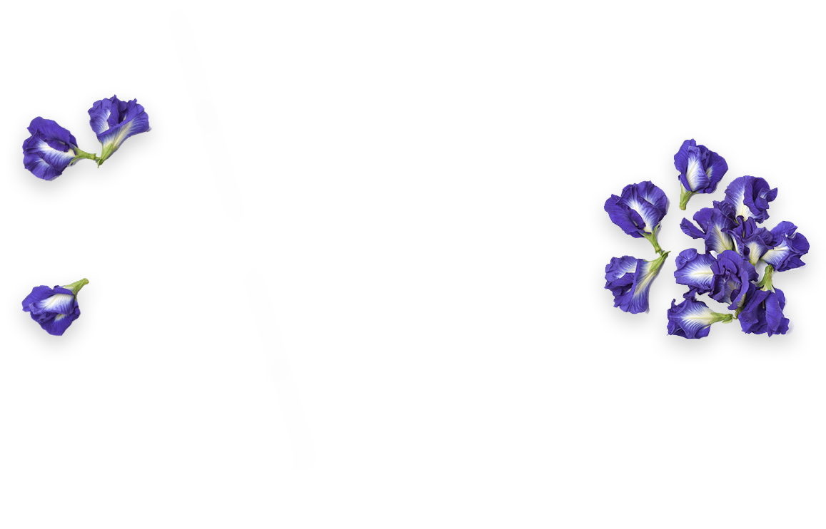 バタフライピーの花の写真