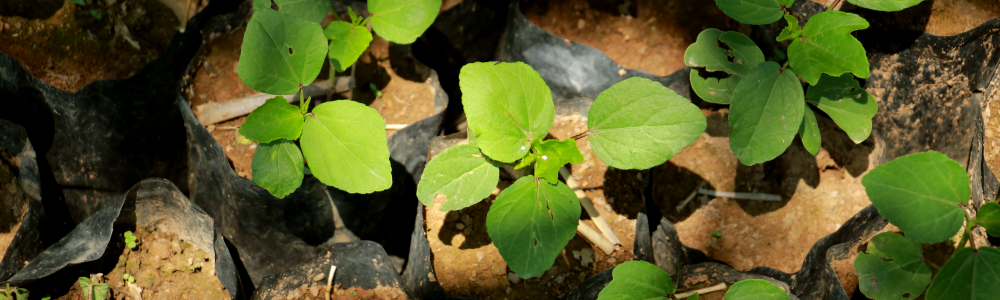 栄養豊富な有機野菜を求め