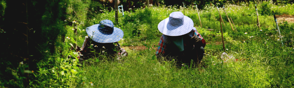 栄養豊富な有機野菜を求め