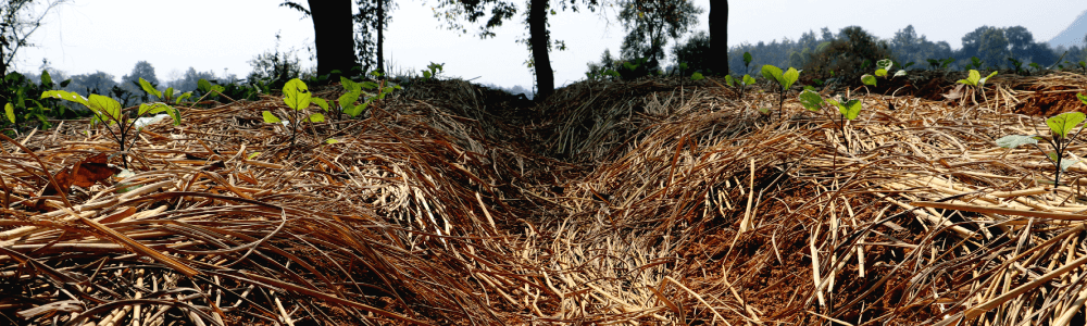 栄養豊富な有機野菜を求め